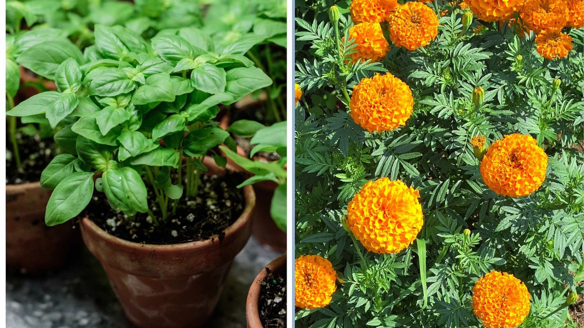 Using Companion Plants to Deter Bugs