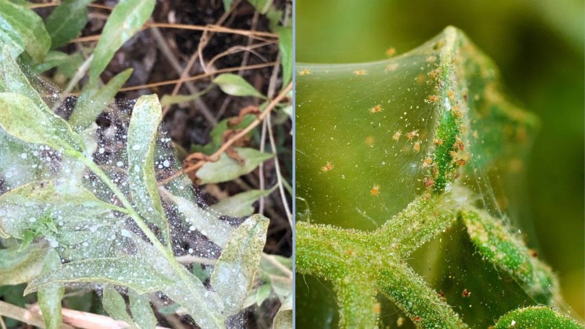 Indoor greens, including lettuce, spinach, kale, arugula, and various herbs, are increasingly cultivated for their health benefits and year-round availability. However, these plants are highly susceptible to pests, with spider mites (Tetranychidae family) being one of the most persistent and damaging. Spider mites are tiny arachnids that feed on plant sap, leading to stippled leaves, yellowing, stunted growth, and in severe cases, plant death. Their rapid reproduction and preference for warm, dry indoor environments make early prevention crucial. Traditional chemical miticides can be harmful to humans, particularly in enclosed spaces, and may leave residues on edible leaves. Therefore, adopting non-chemical, plant-based, and eco-friendly strategies is essential for maintaining healthy indoor greens. This article provides a comprehensive guide to preventing spider mites using cultural, physical, biological, and botanical methods without any animal-derived inputs. 1. Understanding Spider Mite Biology and Behavior Spider mites are microscopic, often less than 0.5 mm in size, making them difficult to detect in the early stages. They thrive in: Warm temperatures: 24–30°C (75–86°F) Low humidity: Dry indoor air accelerates reproduction Stressed plants: Overcrowded, under-watered, or nutrient-deficient plants are more susceptible They reproduce rapidly, with females laying hundreds of eggs in fine silk webs that they produce on leaf undersides. Damage includes: Yellow or white stippling on leaves Webbing, particularly on upper and lower leaf surfaces Premature leaf drop Reduced growth and flavor quality Understanding their preferences helps in designing effective prevention strategies. 2. Preventive Cultural Practices Preventing spider mite infestations starts with good horticultural practices: a. Sanitation Regularly remove dead or damaged leaves, which can harbor mites and their eggs. Clean pots, trays, and tools to avoid accidental transfer between plants. b. Proper Spacing Avoid overcrowding plants, as reduced airflow promotes dry microclimates conducive to mite proliferation. Allow sufficient distance between pots to ensure ventilation. c. Environmental Control Maintain moderate indoor humidity (50–70%) using humidity trays, pebble trays, or small indoor humidifiers. Avoid excessive heat and direct, harsh sunlight that can stress plants. Rotate plants occasionally to prevent static microenvironments where mites thrive. d. Quarantine New Plants Isolate new additions for 1–2 weeks to monitor and treat for potential spider mite presence. Inspect leaves carefully, particularly undersides, for early signs of mites or webbing. 3. Mechanical and Physical Methods Physical controls are safe, effective, and immediate: a. Leaf Sprays Regularly spray plants with water to dislodge mites and eggs. Focus on undersides of leaves where they congregate. Use a fine mist or gentle stream to avoid damaging delicate leaves. b. Manual Removal Wipe leaves with a damp cloth or sponge to remove mites, especially in early infestations. Prune heavily infested leaves to reduce population pressure. c. Airflow Introduce fans or ensure natural ventilation. Spider mites prefer stagnant air; gentle airflow reduces infestation risk. 4. Botanical and Plant-Based Remedies Plant-derived solutions are effective for prevention and suppression: a. Neem (Azadirachta indica) Neem oil acts as a repellent and growth disruptor for spider mites. Apply a dilute neem solution weekly, covering both leaf surfaces and stems. b. Garlic Extract Garlic contains sulfur compounds that deter spider mites and other sap-feeding pests. Crush garlic cloves, soak in water for 24 hours, strain, and spray onto leaves. c. Chili or Pepper Spray Capsaicin in chili peppers deters feeding and reproduction. Blend peppers with water, strain, and apply carefully to prevent leaf burn. d. Soap-Based Solutions Mild, plant-based soaps or castile soap suffocate mites on contact. Spray lightly on affected areas, avoiding excessive application to prevent leaf stress. e. Herbal Infusions Mint, rosemary, or basil infusions repel spider mites naturally. Steep leaves in water, strain, and mist over plants weekly as a preventive measure. 5. Soil and Water Management Healthy plants are more resistant to spider mite attacks: a. Well-Draining Soil Use high-quality potting mix with good aeration. Avoid compacted soil that stresses roots. b. Controlled Watering Maintain consistent moisture without overwatering. Dry soil can stress plants, making them more susceptible to spider mites. c. Organic Amendments Incorporate plant-based compost or green manures to improve soil microbial activity. A healthy soil microbiome supports plant vigor and resilience against pests. 6. Companion Planting and Natural Repellents Certain companion plants can deter spider mites when grown near susceptible indoor greens: Basil: Emits volatile compounds that repel spider mites. Mint: Its strong aroma discourages pest colonization. Marigold: Acts as a barrier and releases compounds that reduce mite attraction. Garlic or Chives: Sulfur compounds act as natural repellents. Companion planting provides a dual benefit: aesthetic appeal and natural pest deterrence. 7. Monitoring and Early Detection Consistent monitoring is essential: Inspect plants twice weekly, paying attention to leaf undersides. Use magnifying lenses to detect early mite activity. Watch for signs like tiny stippling, yellowing, or webbing. Early detection allows for timely intervention with non-chemical measures, preventing severe infestations. 8. Integrated Non-Chemical Prevention Strategy An effective spider mite prevention plan integrates multiple approaches: Cultural Practices: Proper sanitation, spacing, humidity, and light. Mechanical Controls: Water sprays, manual removal, pruning, and airflow. Botanical Treatments: Neem, garlic, chili, soap solutions, and herbal infusions. Soil Health: Plant-based compost, green manure, and consistent watering. Companion Planting: Basil, mint, marigold, garlic, or chives for natural repellence. Monitoring: Regular inspections and early interventions. This integrated approach maintains healthy, productive indoor greens while avoiding chemical pesticides or animal-derived inputs. 9. Benefits of Non-Chemical Prevention Preventing spider mites through eco-friendly methods provides several advantages: Food Safety: Leaves remain free from chemical residues. Environmental Protection: Reduced contamination of soil and water. Preservation of Beneficial Microorganisms: Soil and leaf microbiomes remain healthy. Sustainability: Supports long-term indoor gardening and urban agriculture. Plant Health: Healthy plants are more vigorous, flavorful, and resilient to other stresses. 10. Case Study and Practical Examples Several gardeners and researchers have successfully implemented these strategies: Indoor lettuce beds with basil intercropping experienced a 50% reduction in spider mite incidence compared to unprotected controls. Weekly neem and herbal infusions prevented infestations on spinach without impacting plant growth or taste. Humidity control and water misting routines significantly reduced mite colonization in indoor herb gardens. These examples highlight that an integrated, plant-based approach is both practical and effective for indoor greens. Conclusion Preventing spider mites on indoor greens requires proactive, integrated management using eco-friendly and plant-based methods. By combining cultural practices, physical interventions, botanical sprays, soil health management, and companion planting, gardeners can maintain healthy, pest-free crops without resorting to chemicals or animal-derived products. Early detection, consistent monitoring, and preventive care are key to success. Healthy plants, grown under optimal conditions and supported by natural repellents, resist spider mite infestations and recover quickly if minor damage occurs. This holistic approach ensures safe, productive, and sustainable indoor greens, aligning with the principles of organic and environmentally responsible gardening.