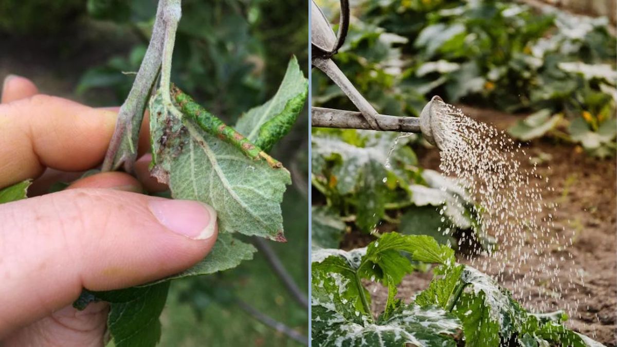 How to Stop Garden Pests Before They Multiply