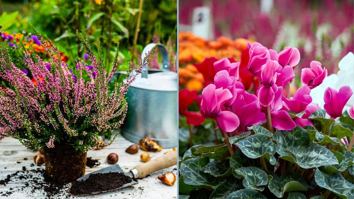 Indoor Garden Plants That Thrive in Autumn