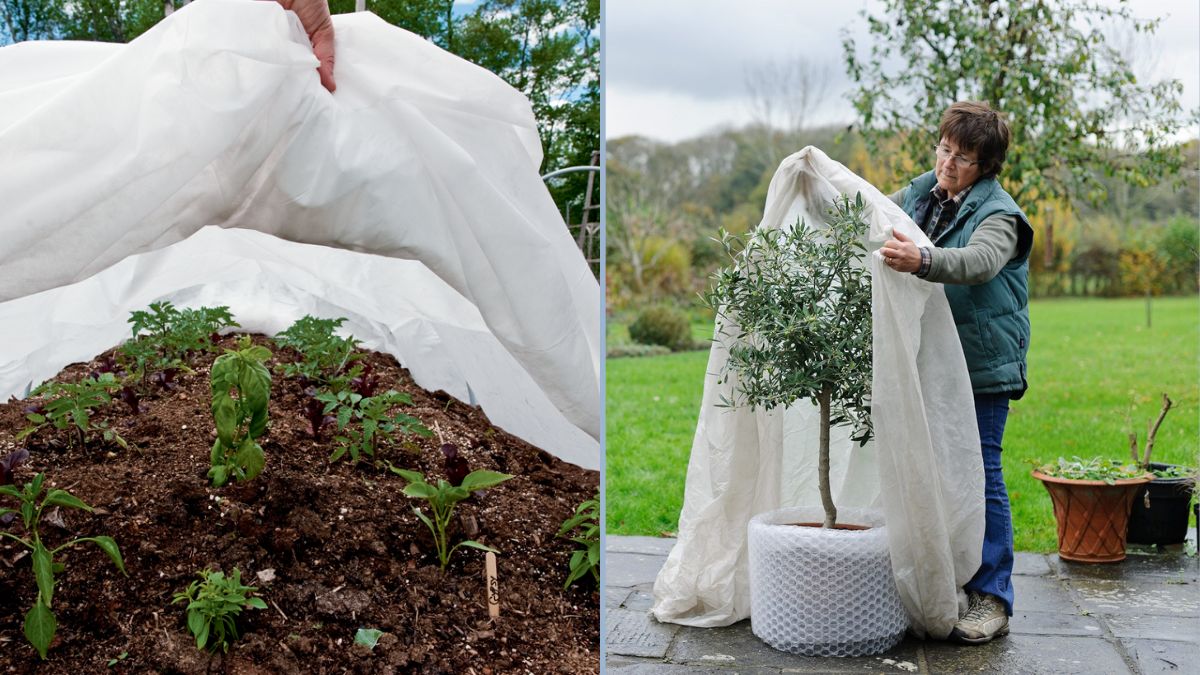 Protecting Tender Plants From Frost Indoors
