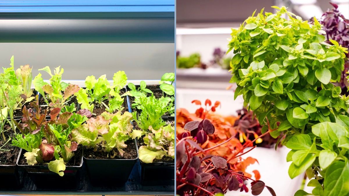 Year-Round Indoor Salad Garden Tips