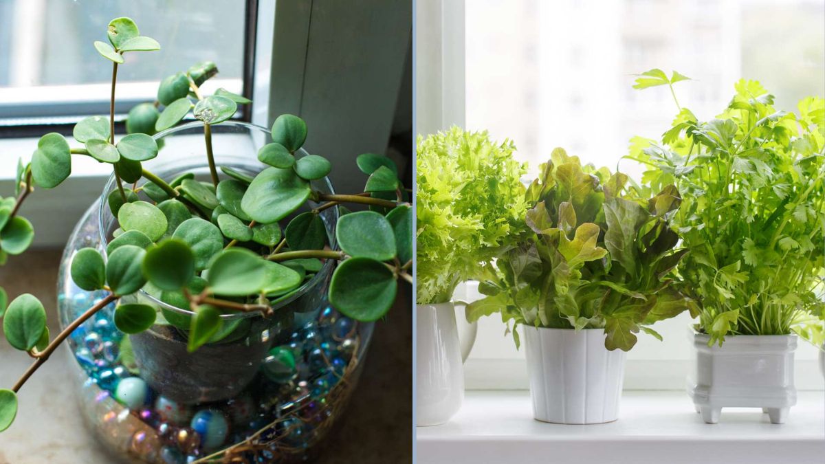 Growing Cold-Resistant Greens Indoors