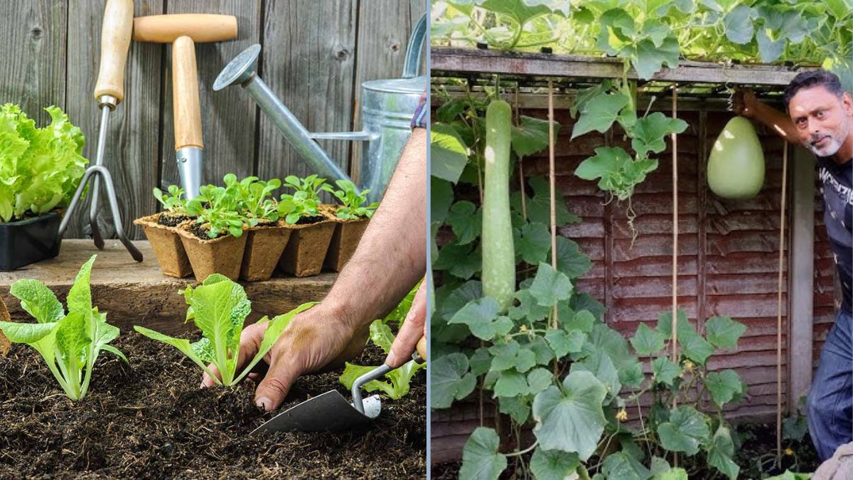 How to Maximize Harvests in Each Season