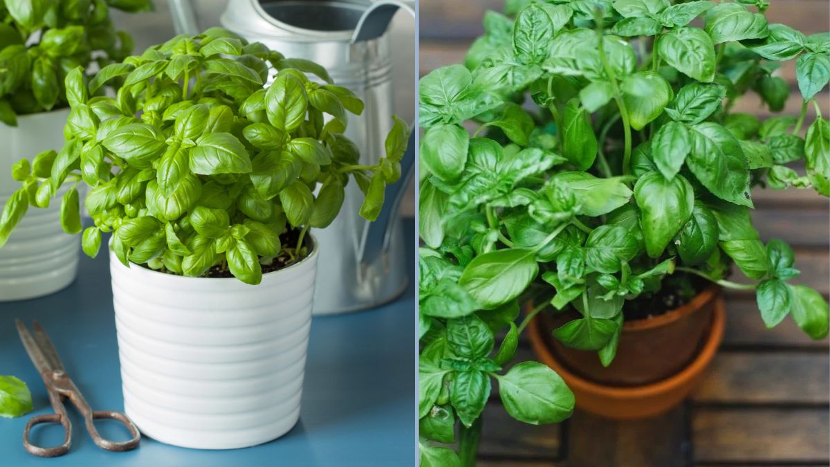Growing Fresh Basil Indoors Year-Round