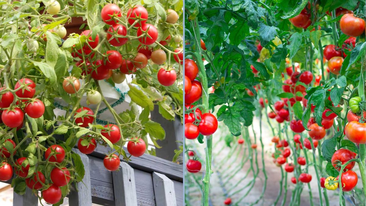 Wish I Knew This Method of Growing Tomatoes Sooner: The Ultimate Guide for Bountiful Harvests