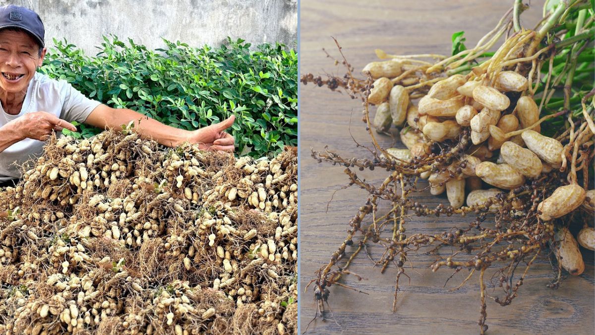 Minimal Soil, Maximum Harvest! Super Easy Peanut Growing with Just a Foam Box