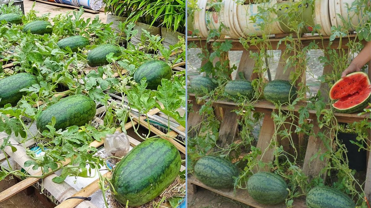 The Secret Method of Growing Watermelon That the Whole World Doesn’t Know: Big, Juicy, and Exceptionally Sweet