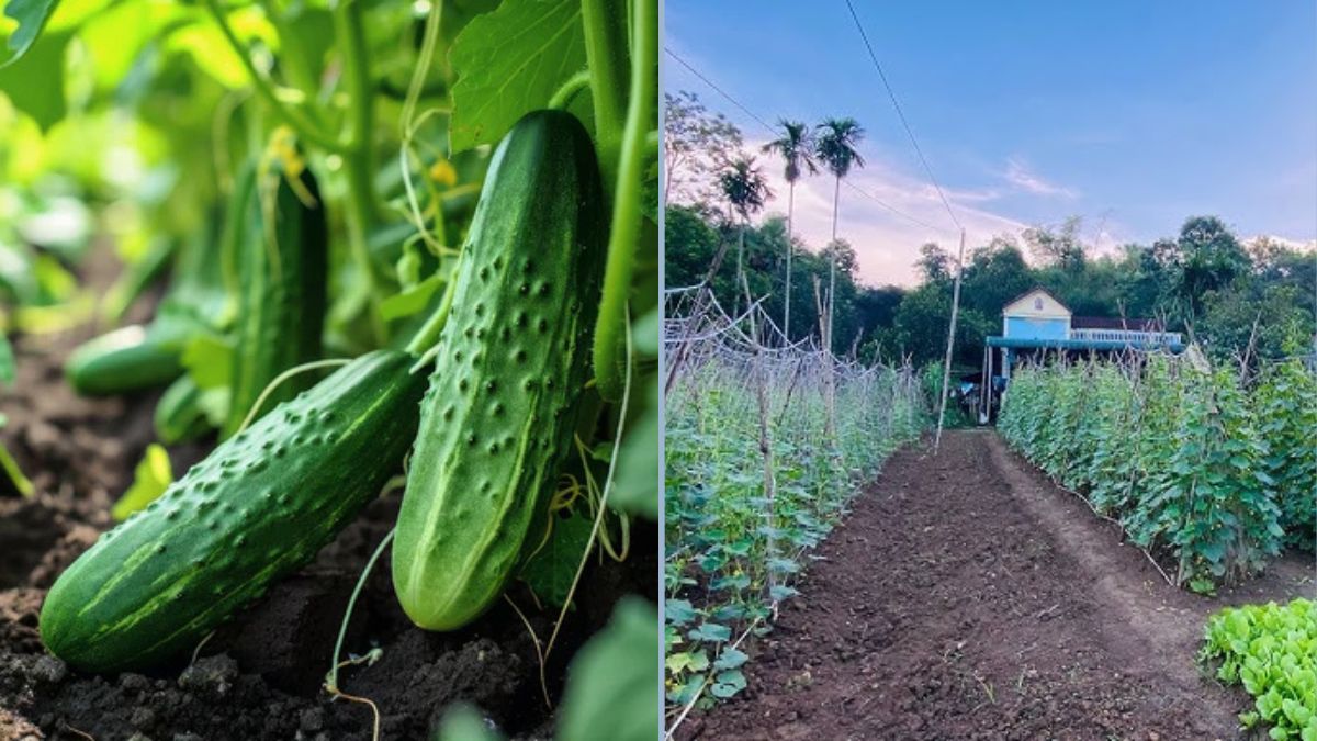 My Parents’ Vegetable and Cucumber Garden After 2 Months of Planting and Care