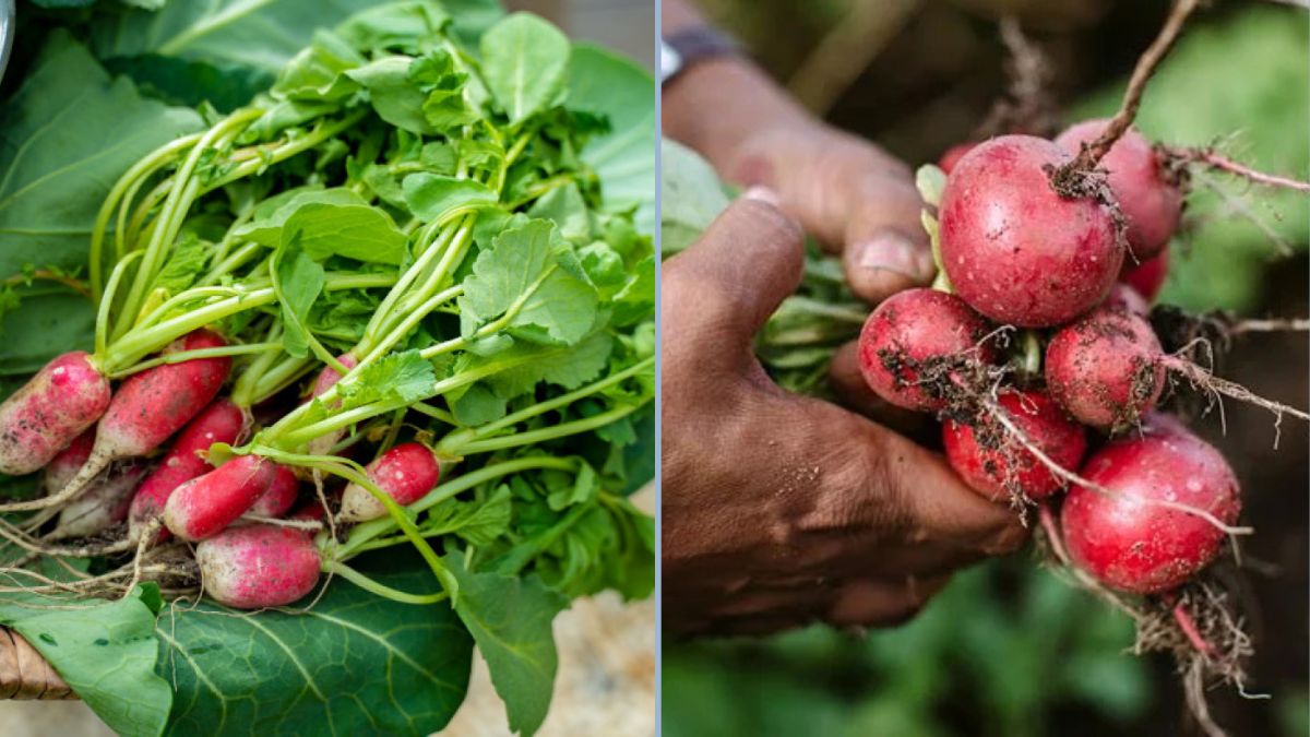 How to Grow RADISH Red Round (RRR) – From Seed to Vegetable: A Complete Guide
