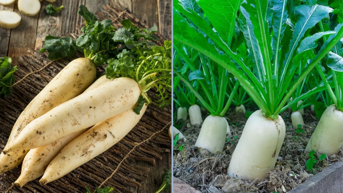 Want to Grow White Radishes FASTER and BIGGER? Here’s the Ultimate Guide