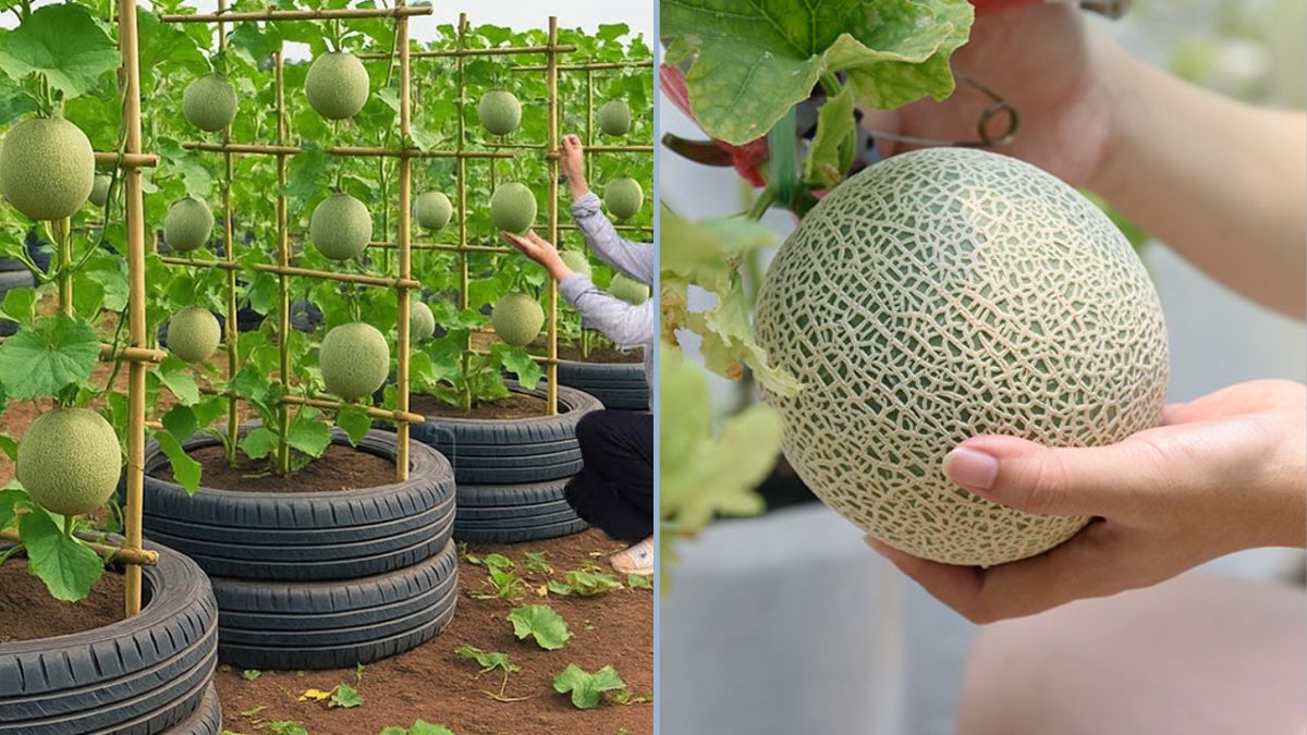 Grow Cantaloupes in Old Tires: A Creative, Productive Garden Hack