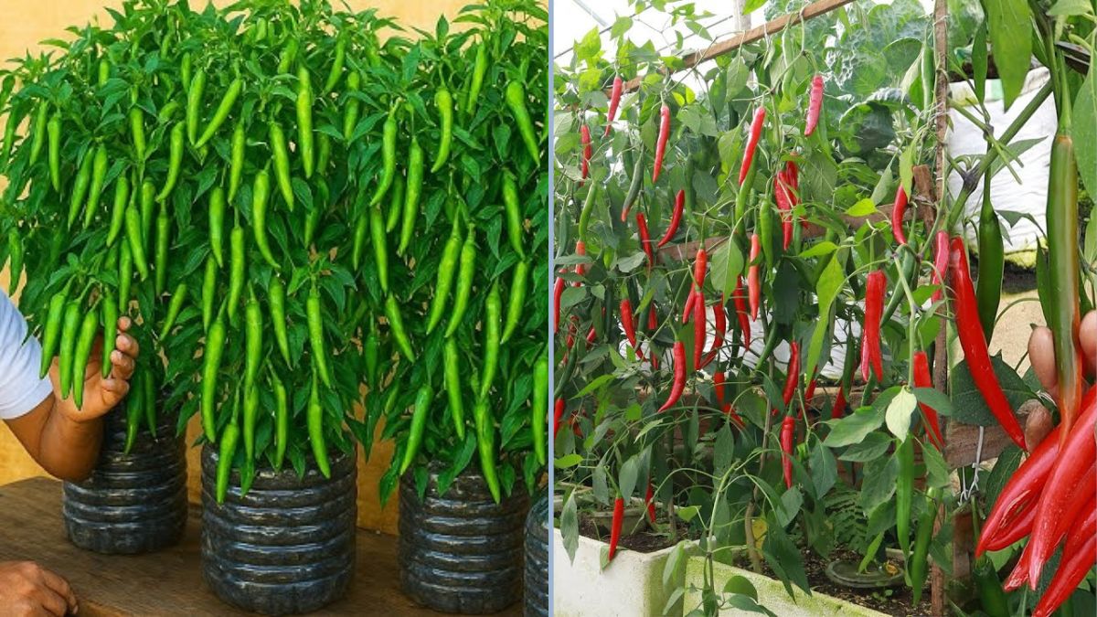 No-Cost Gardening: Grow Peppers in Plastic Bottles and Enjoy Incredible Harvests