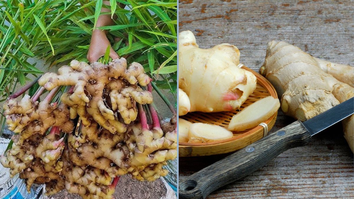 Beginner’s Guide to Growing Ginger: Simple Steps for an Impressive Harvest