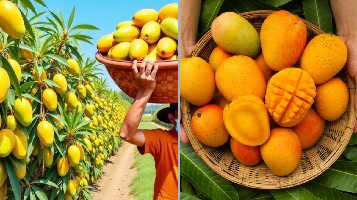 Mango Farming Step-by-Step: From Planting to Harvesting a Bountiful Crop