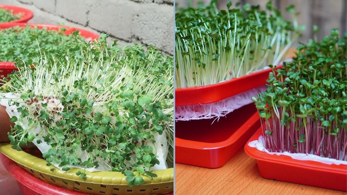 How to Grow Vegetables Without a Garden: High-Yield Sprouts Without Soil