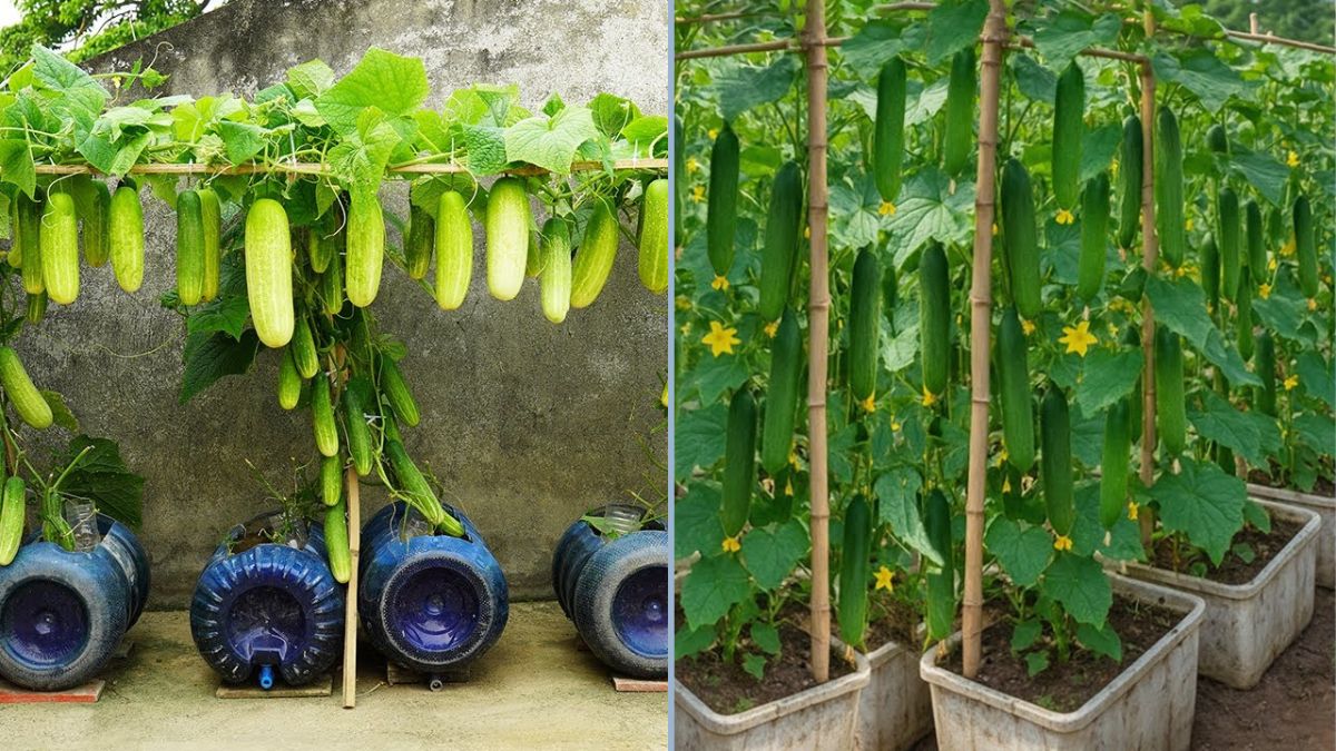 Don’t Throw Away Old Plastic Containers: How to Grow Cucumbers Easily and Efficiently