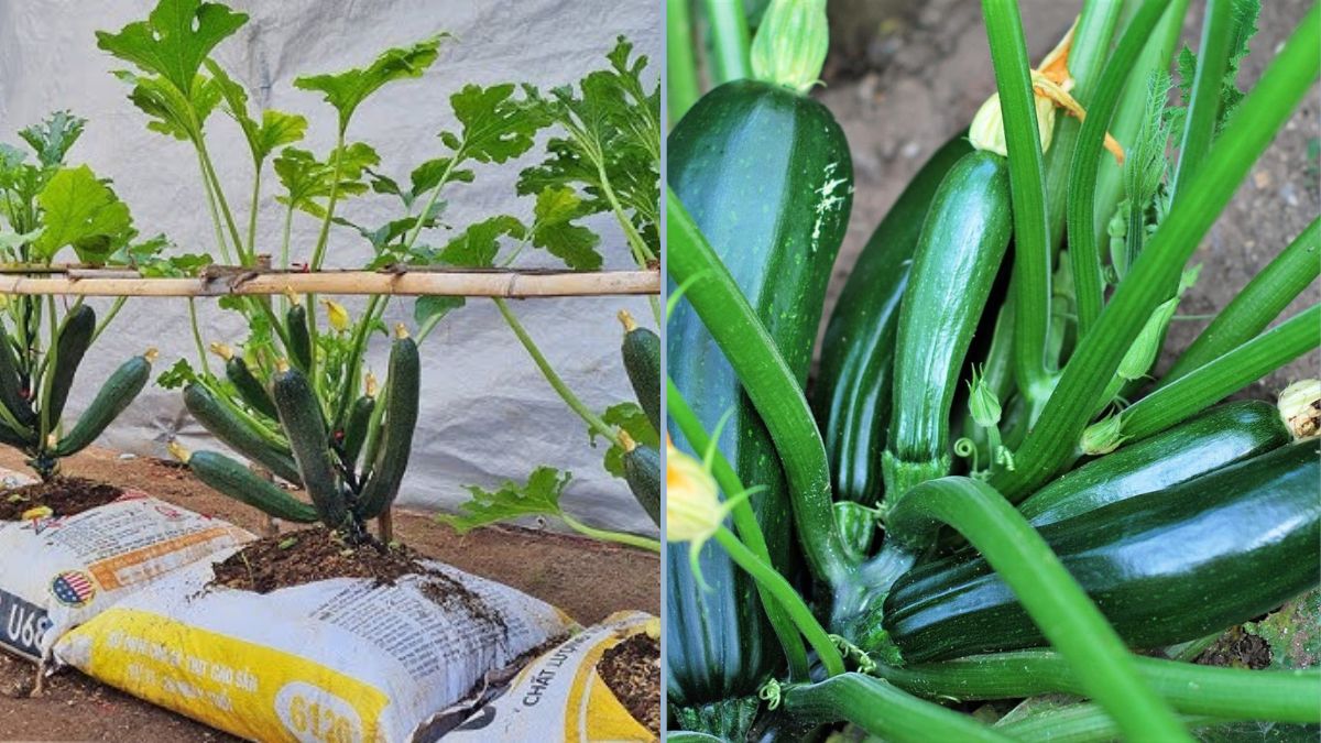 Old Sacks? Don’t Throw Them Away! How to Grow Zucchini Easily in Bags