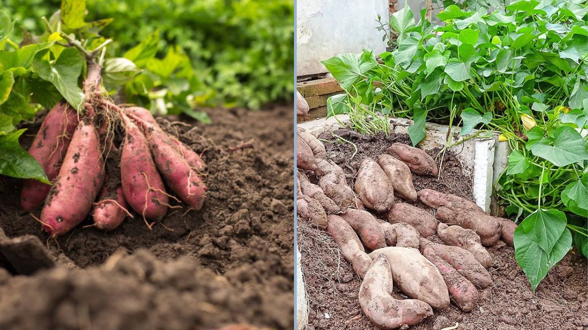 A Revolutionary Method to Grow Purple Sweet Potatoes: Tips, Techniques, and Harvest Secrets