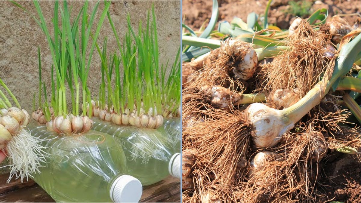 Fast-Track Garlic Growing: Proven Breeding Methods for a Quick and Abundant Harvest