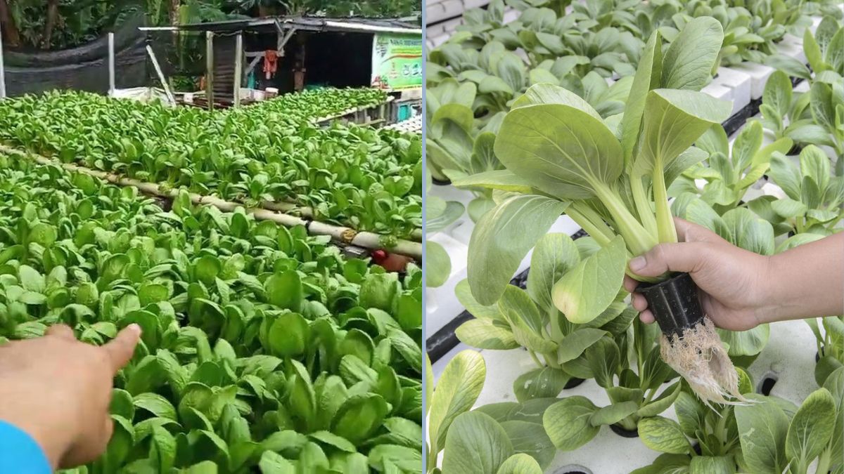 Rahasia Sawi dan Pakcoy Hidroponik Tetap Hijau Segar Meski Hujan Deras: pH dan PPM Stabil