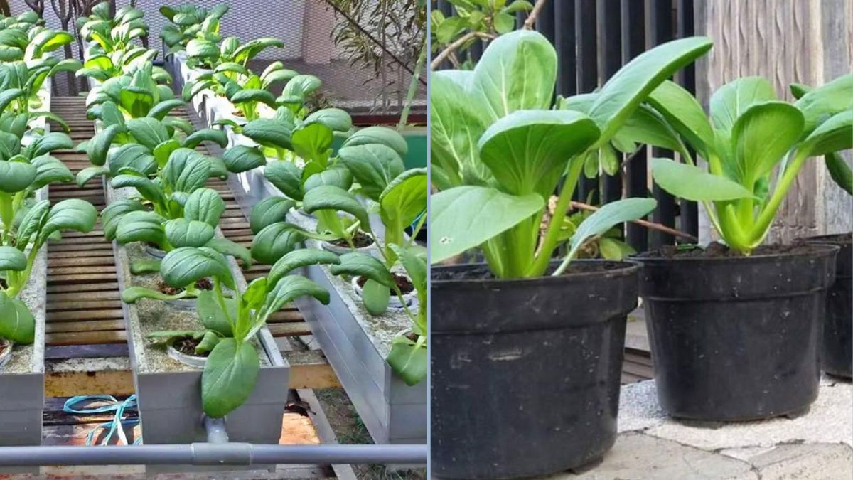 Panduan Lengkap Menanam Sawi Caisim di Polybag: Dari Semai Hingga Panen