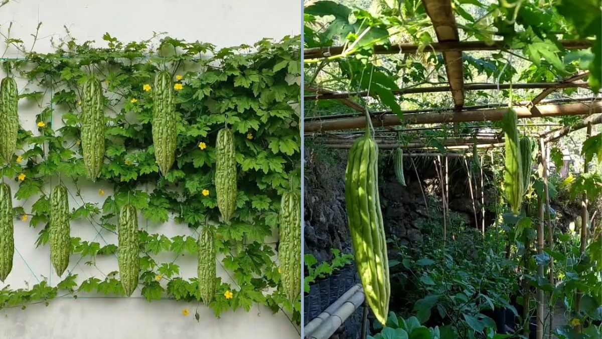 Panen Pare di Rumah: Panduan Lengkap Menanam Pare di Dinding dari Benih hingga Siap Panen