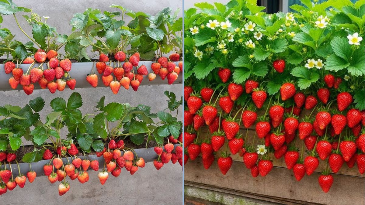 Hemat Ruang dan Air: Cara Menanam Strawberry Menggantung dengan Hanya Satu Pipa Air