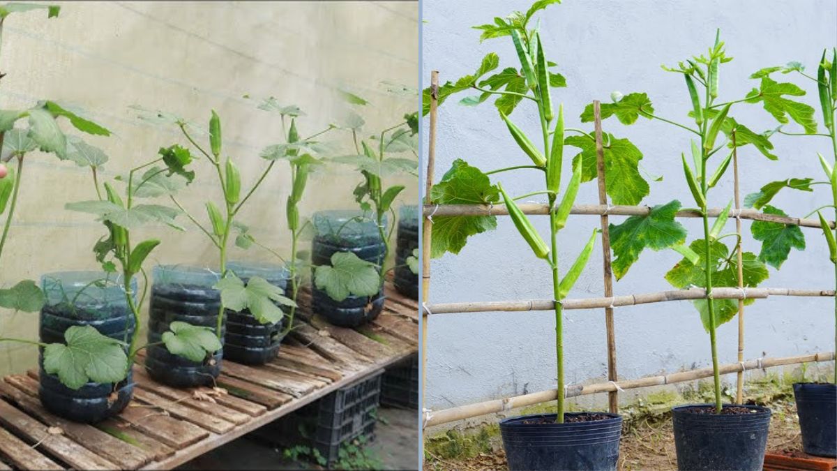 Year-Round Okra Abundance: Proven Secrets to Growing Endless Pods