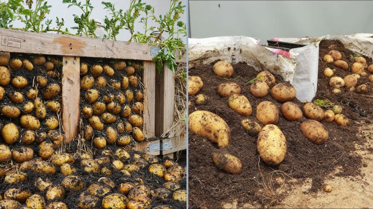 I Can’t Believe It: Growing Potatoes on a Pallet Has So Many Tubers