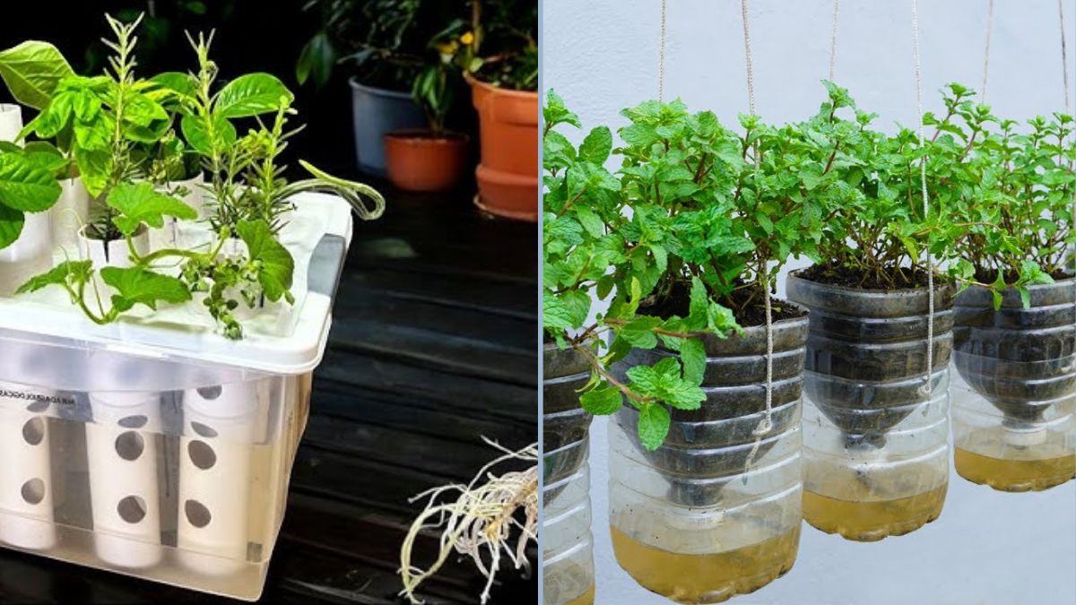 Revolutionizing Agriculture: The Machine That Roots 10 Times Faster