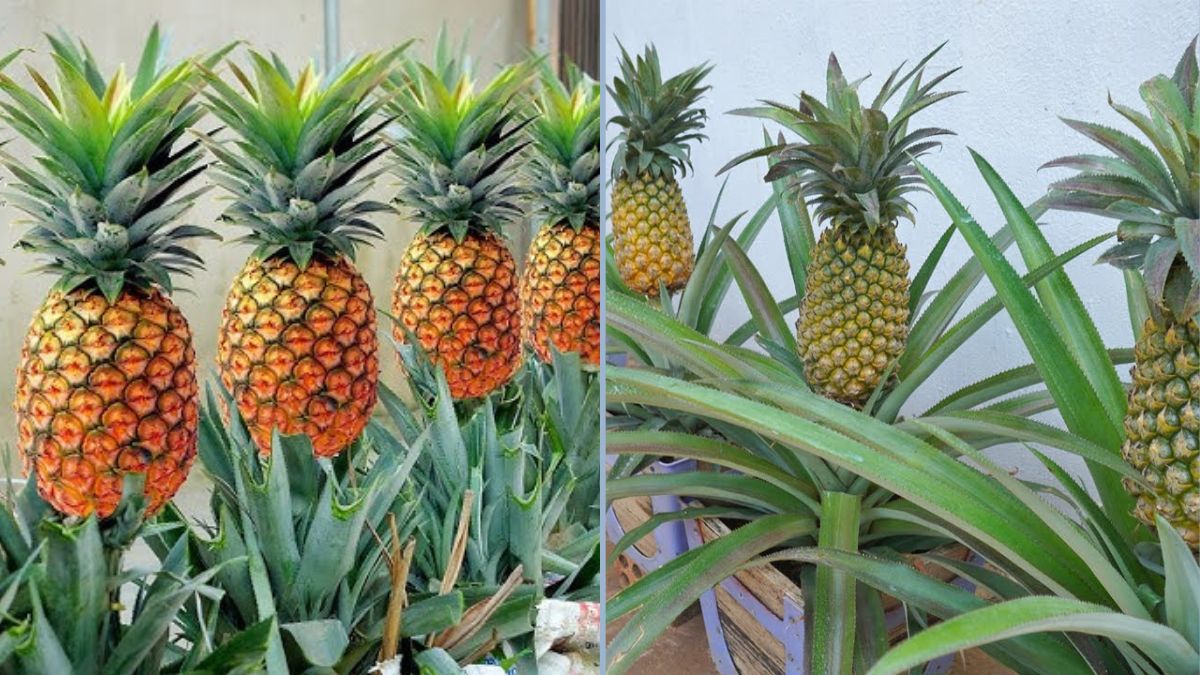 Creative Gardening: How to Grow Pineapples Using Old Plastic Chairs