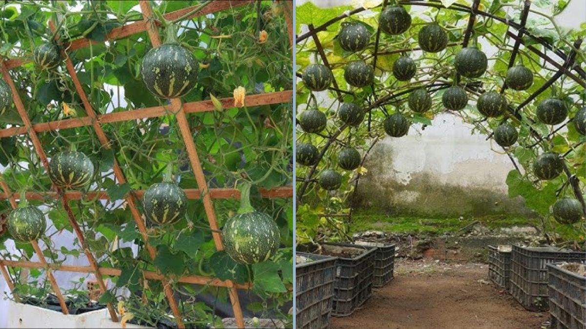 Grow Your Own Pumpkins: Save Money and Enjoy Fresh, Homegrown Fruits