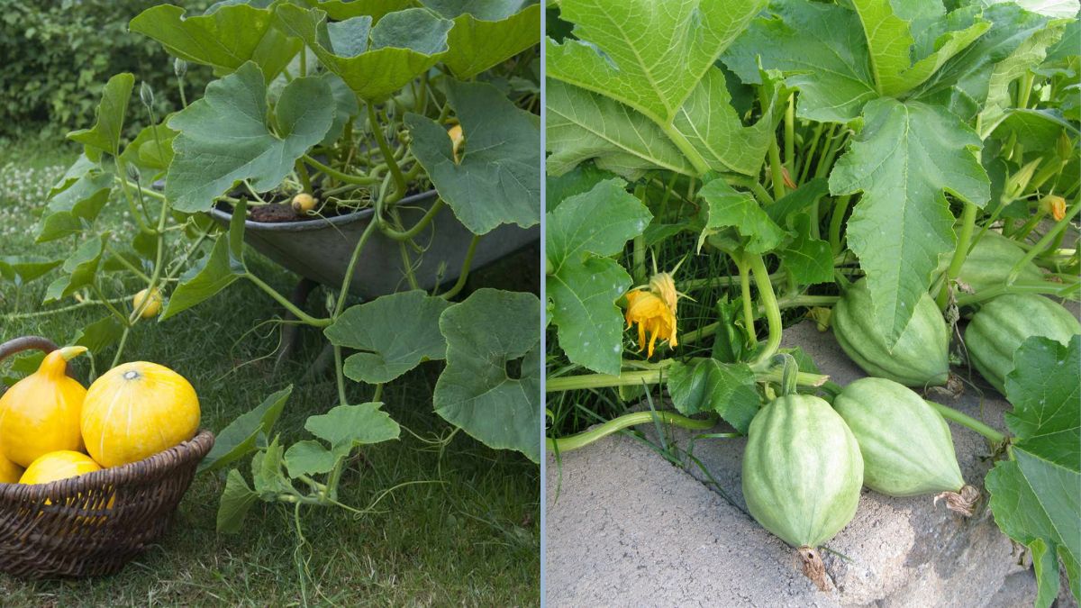 Unbelievable Results: How to Successfully Grow Squash in 5-Gallon Buckets