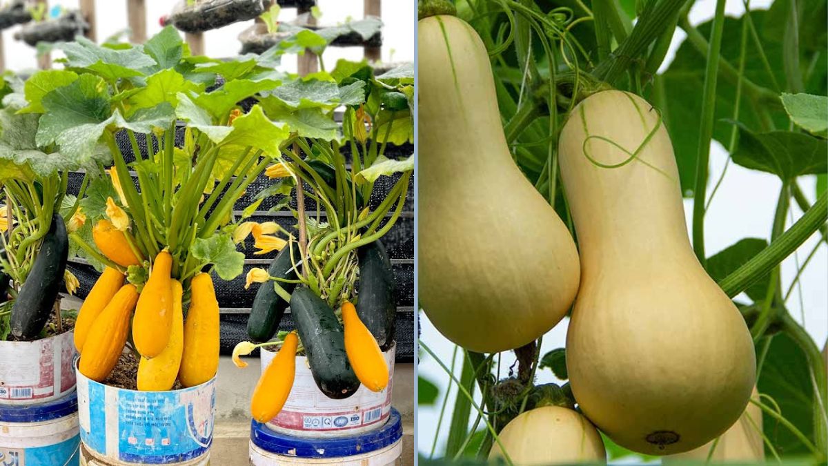 5 Game-Changing Secrets for a Bigger, Better Squash Harvest