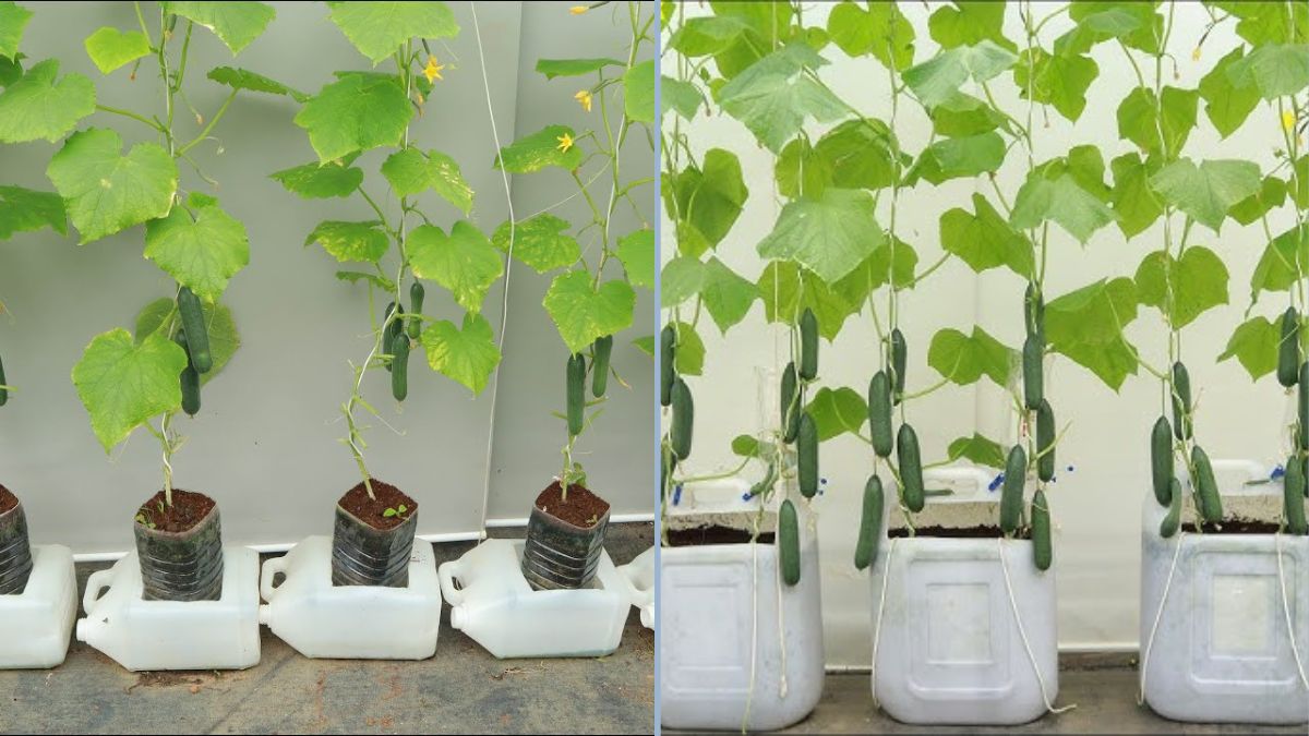 The Ultimate Upside-Down Gardening Hack: How to Grow Cucumbers in Plastic Bottles