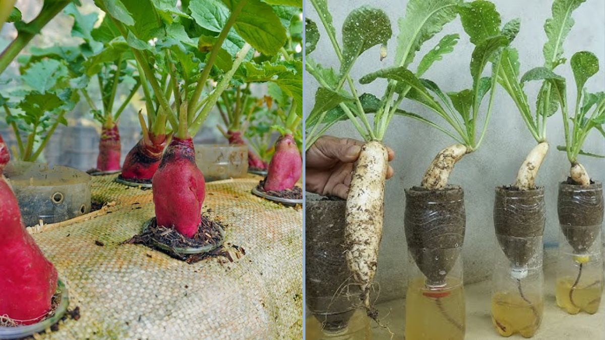 How to Grow Radish in a Bottle: A Complete DIY Guide for Small-Space Gardening
