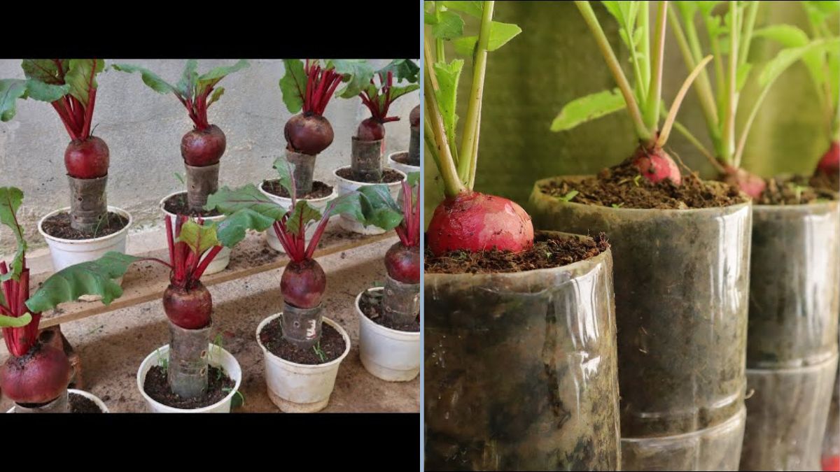 How to Grow Red Beets in a Self-Watering PET Bottle: A Simple Guide for Urban Gardening