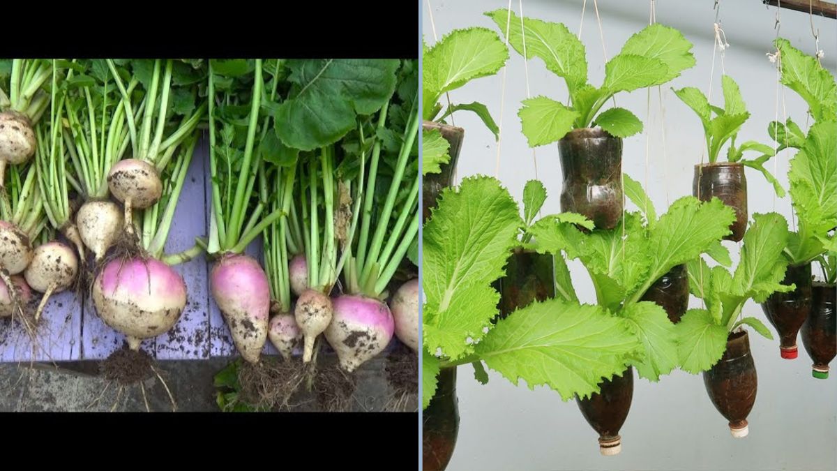 How to Grow Turnips at Home Using Plastic Bottles on Your Roof: A Step-by-Step Guide