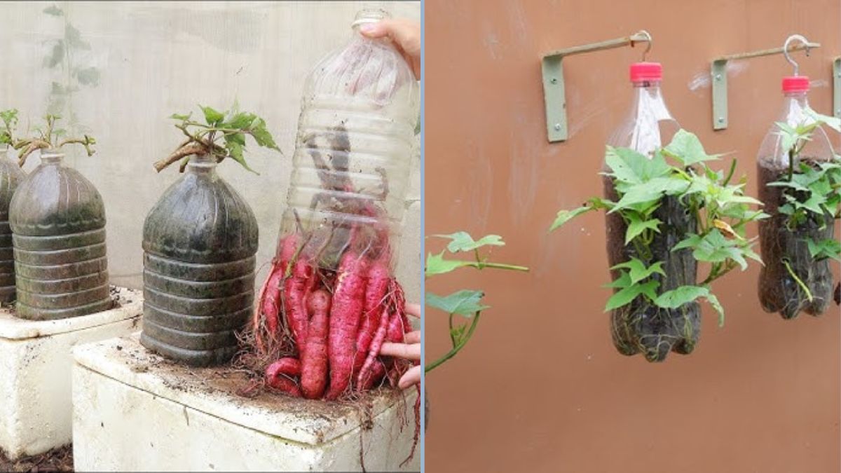 How to Recycle Plastic Bottles to Make Hydroponic Sweet Potato Pots at Home