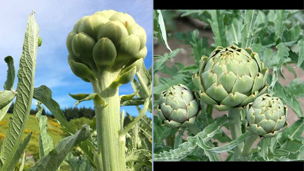 How to Grow Artichokes from Start to Finish: The Complete Guide for Home Gardeners