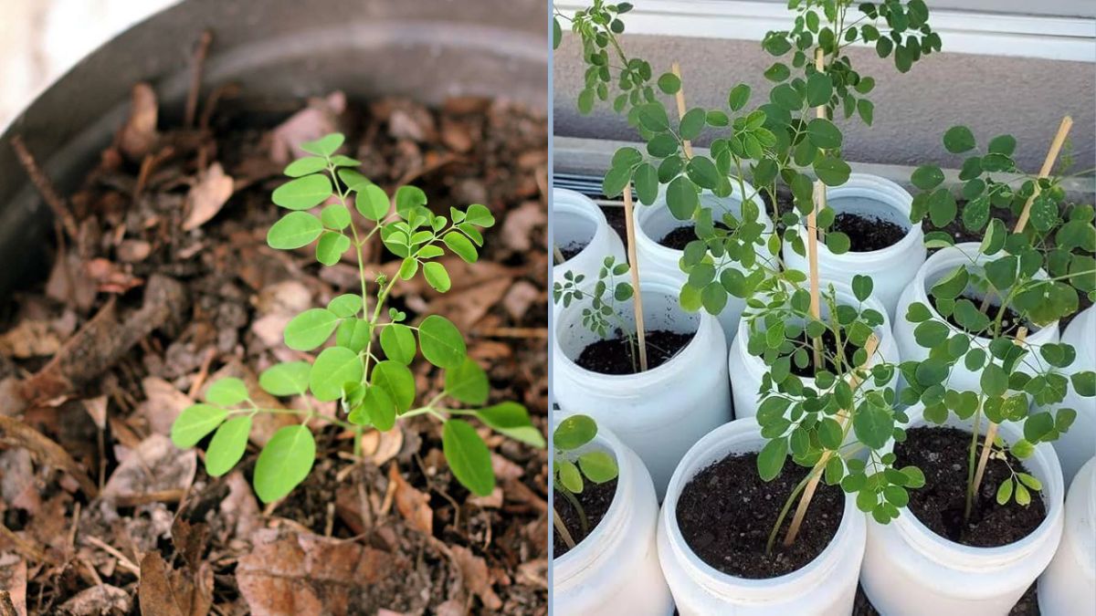 How to Grow Drumsticks (Moringa) from Seed in Small Grow Bags or Containers — Easy Home Gardening Guide