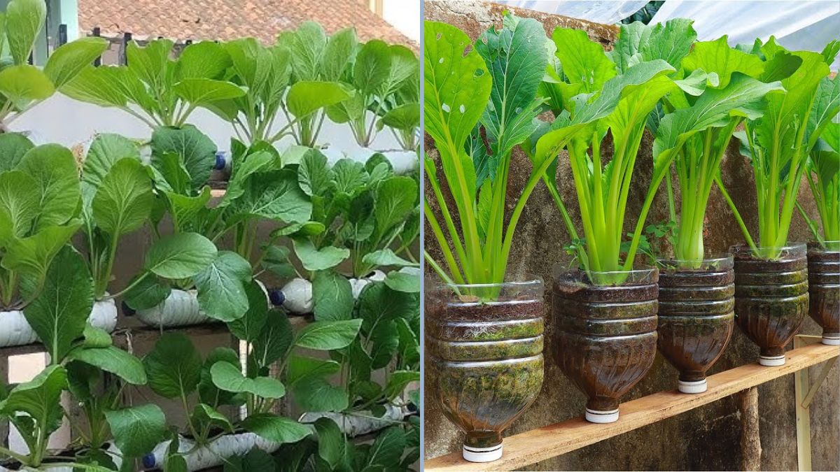 How to Grow Mustard Greens in Plastic Bottles — The Ultimate Space-Saving Gardening Hack
