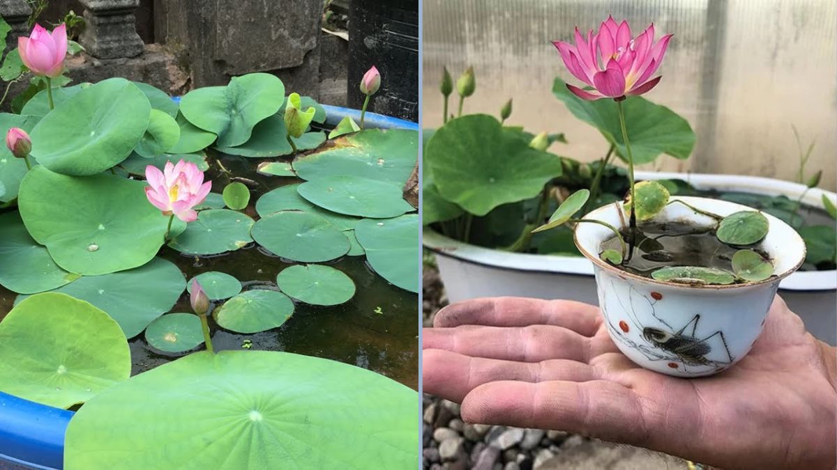 How to Grow Lotus in Pots from Lotus Roots — A Complete Beginner’s Guide to Growing Lotus at Home