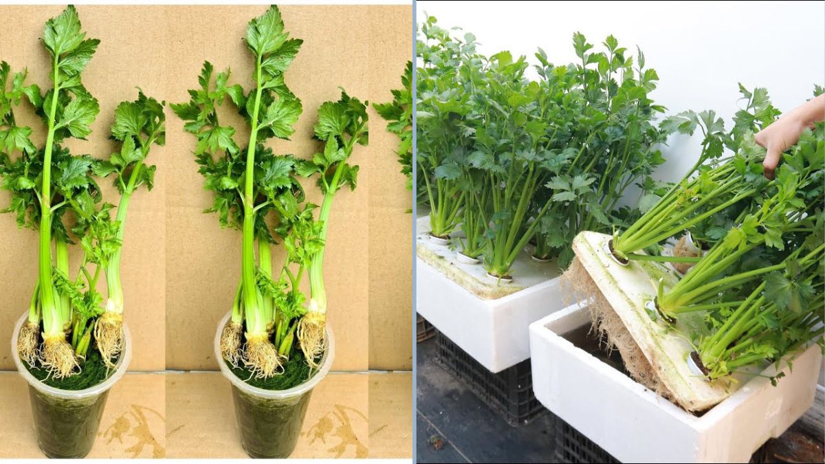 Growing Celery Hydroponically with River Seaweed — The Natural Fertilizer Hack for High-Yield Greens