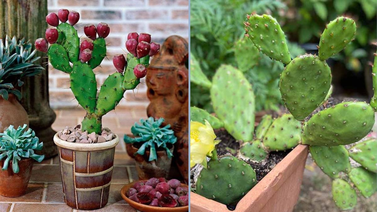 How to Grow Cactus (Nopales) in Containers — The Complete Guide to Homegrown Edible Cactus