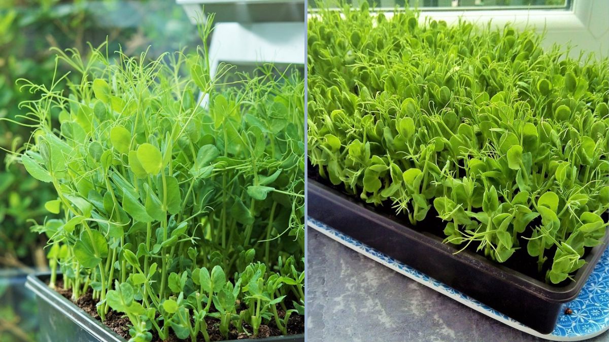 How to Grow Pea Shoots at Home — Easy, Fast, and Highly Productive!