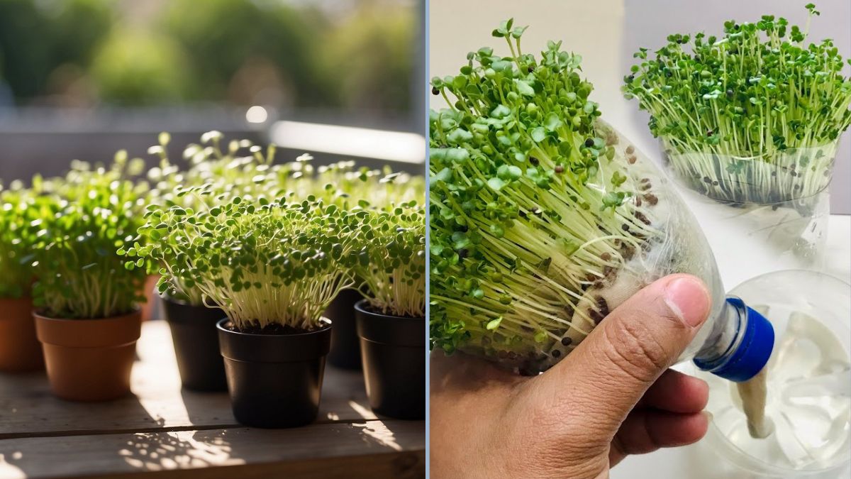 How to Grow Mustard Microgreens Using Plastic Bottles and Cloth — A Self-Watering Gardening Technique
