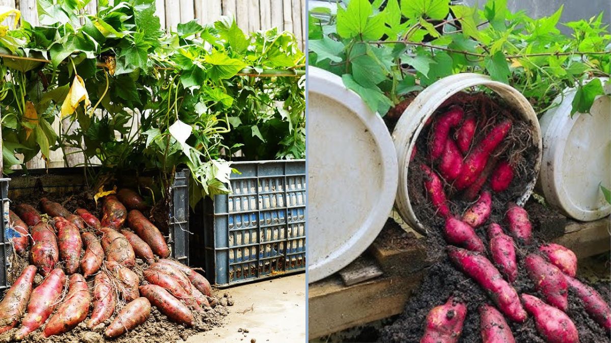 The Best Way to Grow Sweet Potatoes from Store-Bought Potatoes: A Complete Step-by-Step Guide