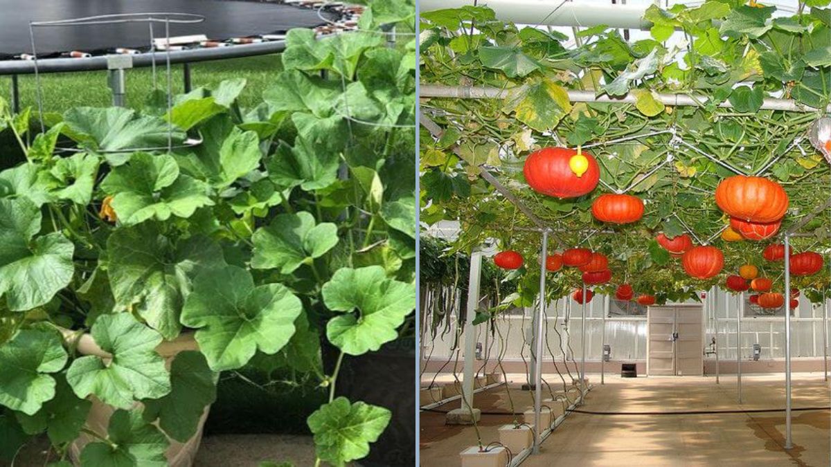 How to Grow Pumpkins on a Trellis Using Styrofoam Containers for a Big Harvest
